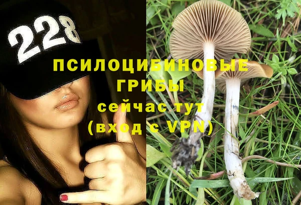гашик Алексин